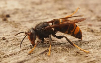 Environnement : luttons contre les frelons asiatiques dès printemps !