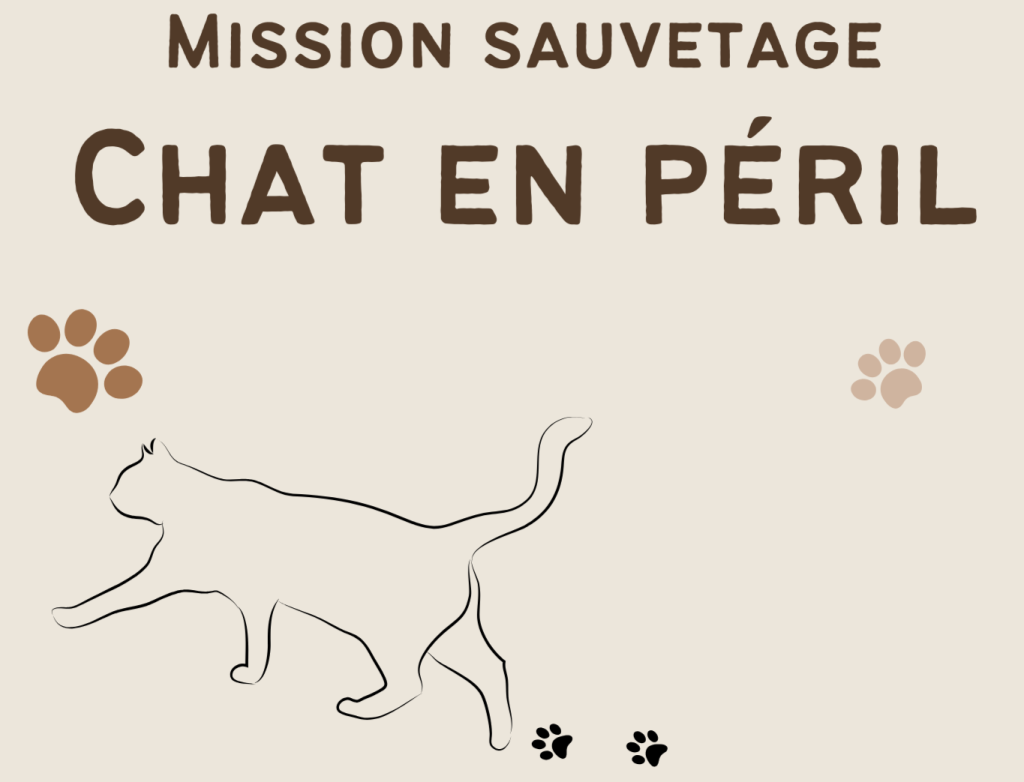 Illustration : visuel chat